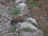 135 - Maligne Canyon, Medicine Lake, Maligne Lake - IMGA0098